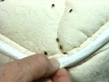 平洲杀虫灭鼠站吸血臭虫为什么很难清除