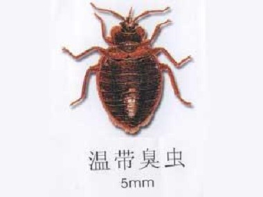 天河区四害消杀站有效消灭臭虫的方法