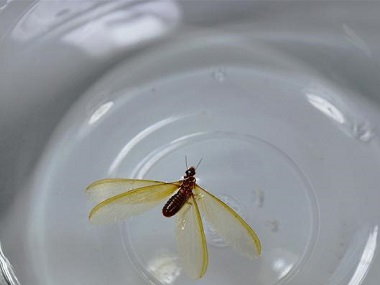 花都白蚁防治：家里出现白蚁，我们应该怎么办