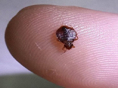 天河四害消杀所杀死臭虫最有效的办法