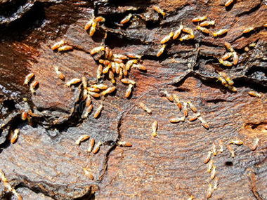 花都白蚁灭治中心为什么白蚁难根治？如何有效灭治白蚁？