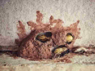 越秀白蚁防治站为什么一定要做白蚁防治