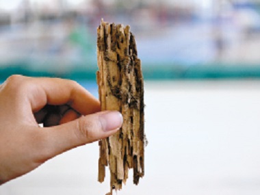 番禺预防白蚁站——为什么要进行白蚁普查？