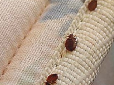 天河除虫灭鼠中心6种办法助你彻底杀死臭虫