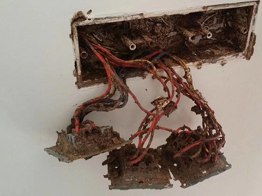 白云区房屋白蚁备案中心：白蚁的危害有哪些？