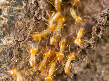 番禺白蚁验收机构到了冬天白蚁为什么会变少