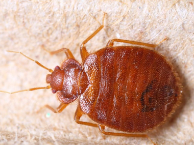 荔湾四害消杀中心被臭虫咬了要用什么药