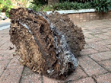 越秀治白蚁公司广州千万豪宅惊现巨型蚁巢！藏上百万白蚁