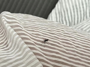 南沙防疫病媒生物中心驱蚊子灭蚊子防蚊子的小方法