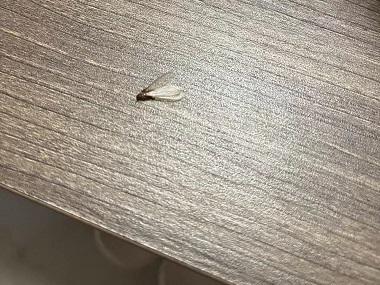 荔湾白蚁预防公司做好分飞白蚁前期的防治措施