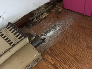 天河验收白蚁机构洗手间为何容易滋生白蚁