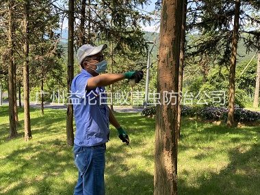 海珠景区树木防治白蚁工程