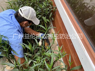 黄埔园林绿化灭治白蚁工程